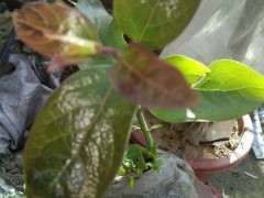 是金蛋子下山桩吗 叶怎么这么大