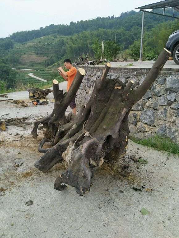 我聊聊金蛋子下山桩资源匮会不会匮乏 图片