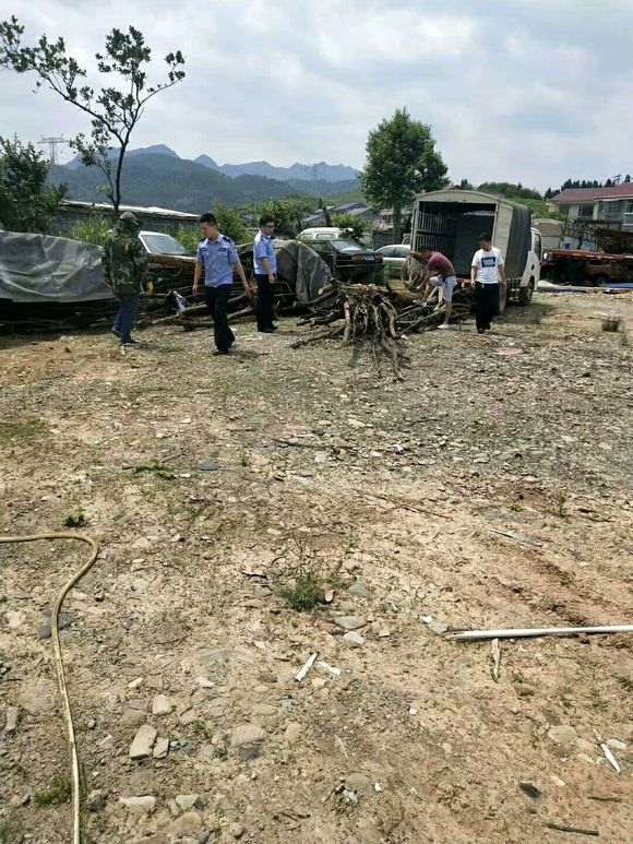 我聊聊金蛋子下山桩资源匮会不会匮乏 图片