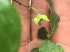 山东金蛋子下山桩开花了 是公还是母的