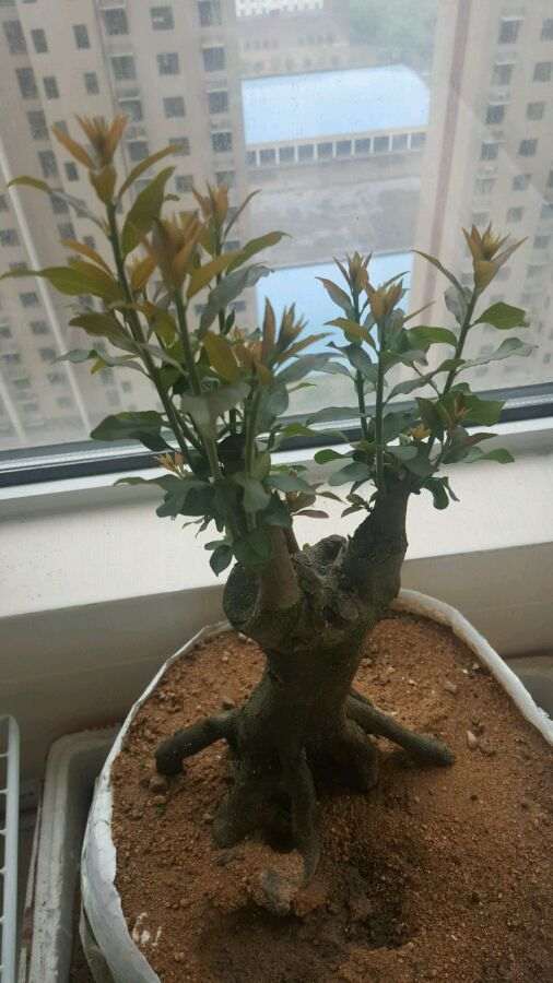 3颗金蛋子下山桩全部来芽 没有缠膜
