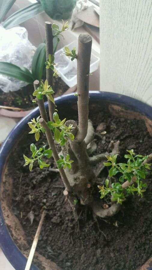 3颗金蛋子下山桩全部来芽 没有缠膜