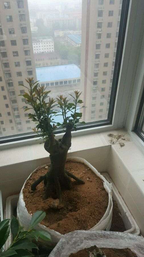 3颗金蛋子下山桩全部来芽 没有缠膜