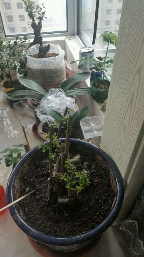 3颗金蛋子下山桩全部来芽 没有缠膜
