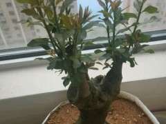 3颗金蛋子下山桩全部来芽 没有缠膜