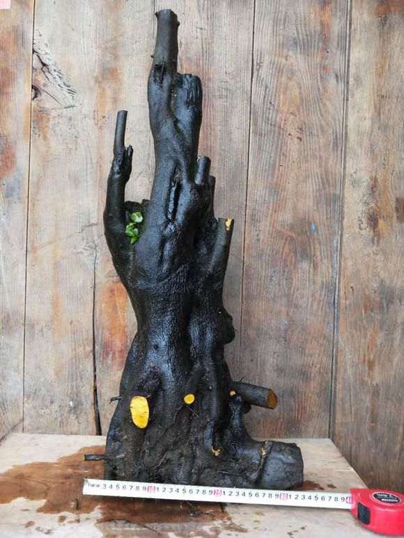 金蛋子下山桩到现在没有发芽