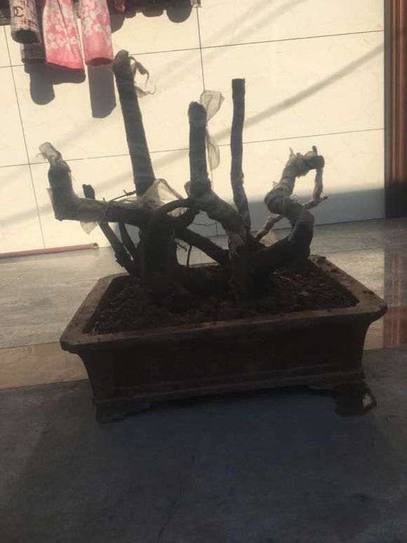 金蛋子下山桩到现在没有发芽