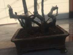 金蛋子下山桩到现在没有发芽 死了吗 图片