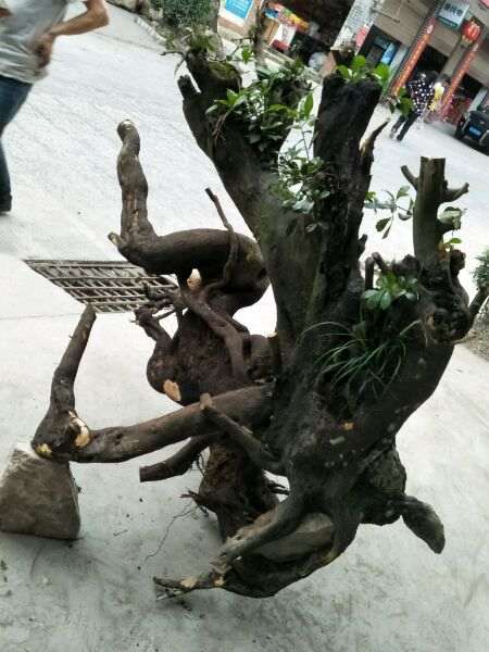 金蛋子下山桩下不怕水吗 为什么还烂根