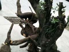 金蛋子下山桩下不怕水吗 为什么还烂根