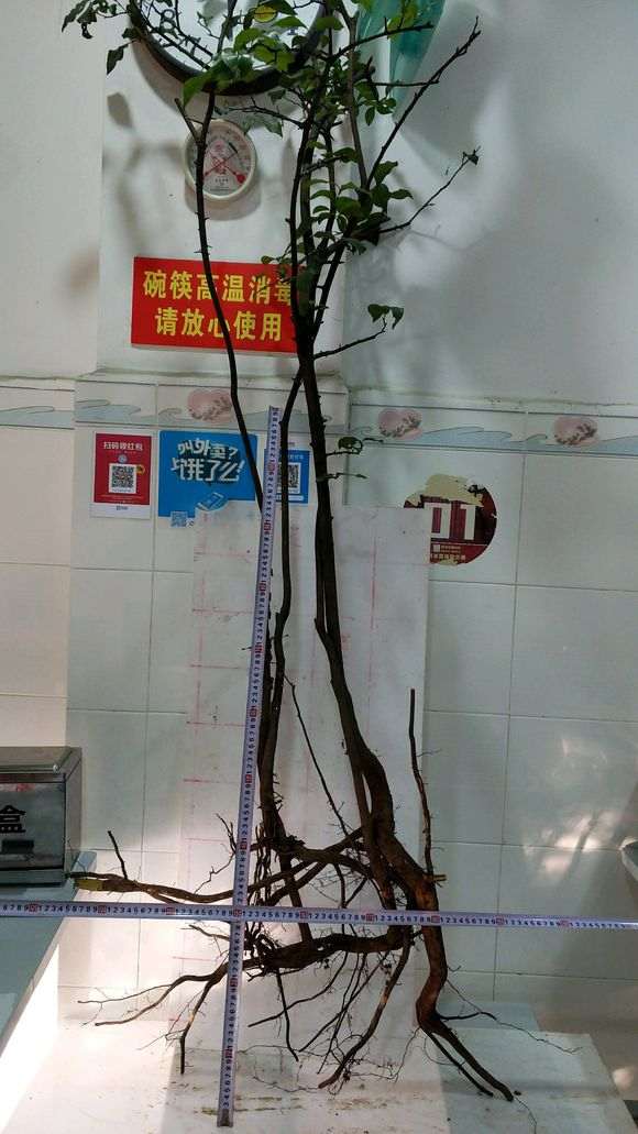 丛林灌木金蛋子下山桩 价格140 还贵啊