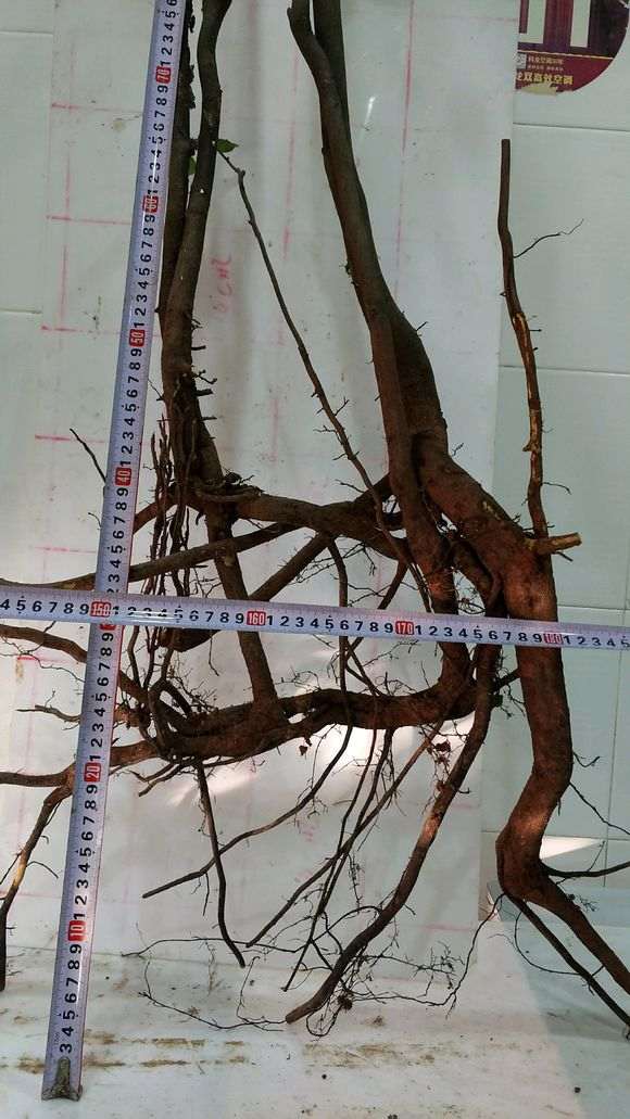 丛林灌木金蛋子下山桩 价格140 还贵啊