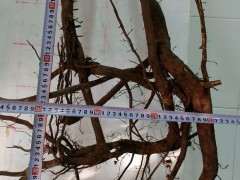 丛林灌木金蛋子下山桩 价格140 还贵啊