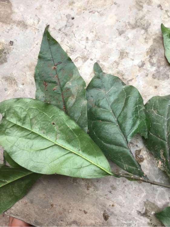 金蛋子下山桩叶子比较大 为什么 图片