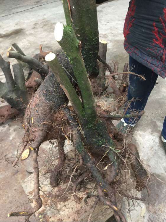 金蛋子下山桩叶子比较大 为什么 图片