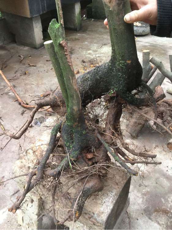 金蛋子下山桩叶子比较大 为什么 图片