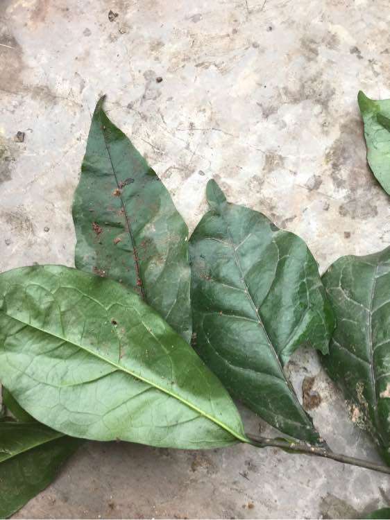 金蛋子下山桩叶子比较大 为什么 图片