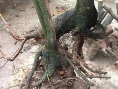 金蛋子下山桩叶子比较大 为什么 图片