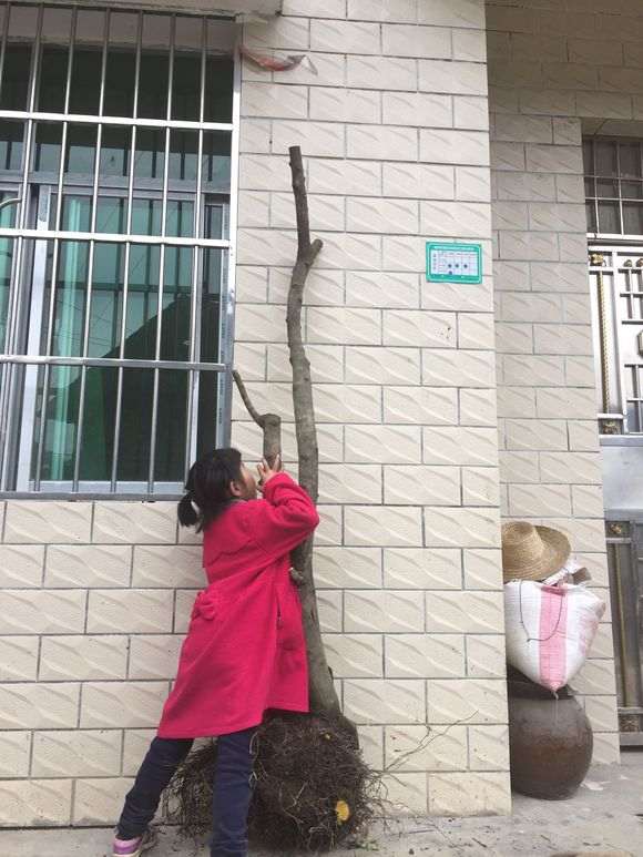 挖的一个原生母蛋金蛋子下山桩