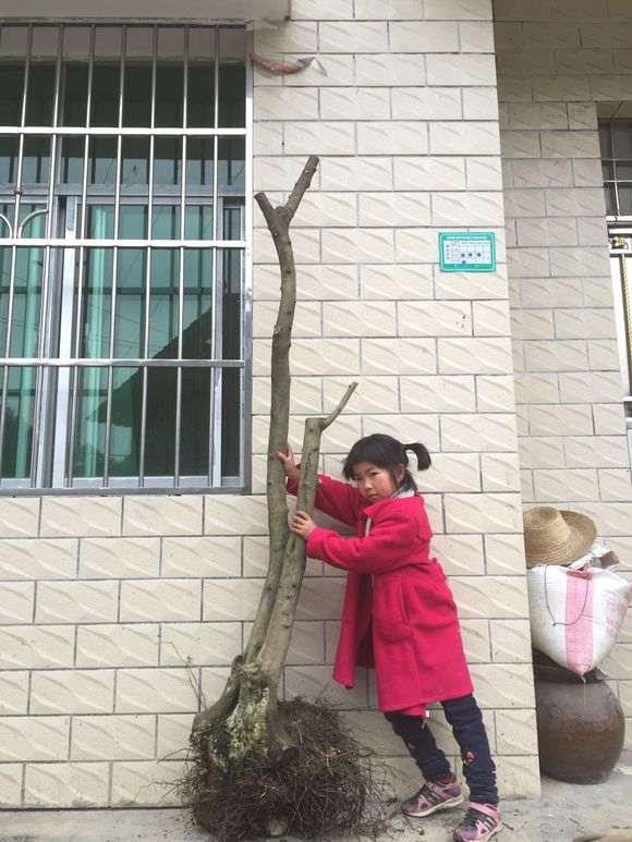 挖的一个原生母蛋金蛋子下山桩