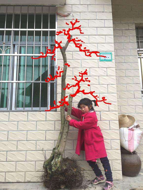 挖的一个原生母蛋金蛋子下山桩