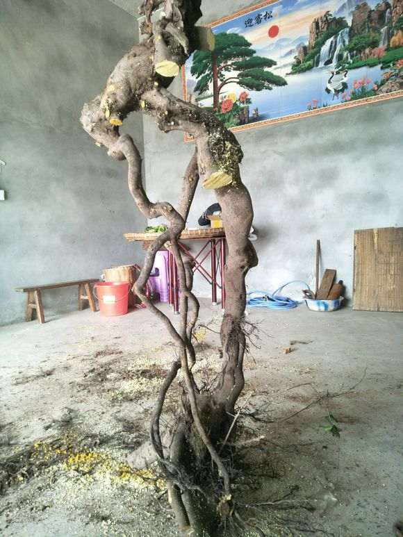 金蛋子下山桩 2000元贵吗