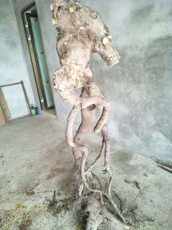 金蛋子下山桩 2000元贵吗