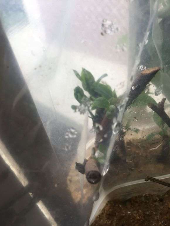 金蛋子下山桩套袋多久最好
