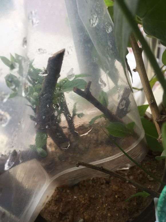 金蛋子下山桩套袋多久最好