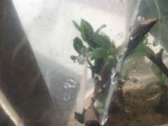 金蛋子下山桩套袋多久最好 图片