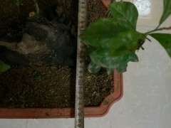 金蛋子下山桩在珠三角能结果嘛 图片