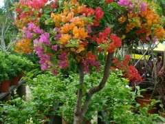 金蛋子下山桩能嫁接映山红吗 图片