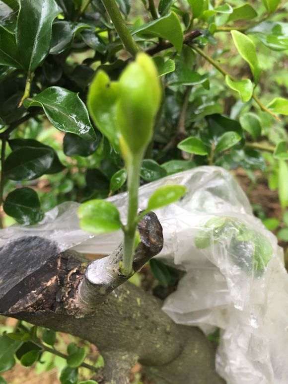 春季嫁接的金蛋子下山桩 2个月才来芽