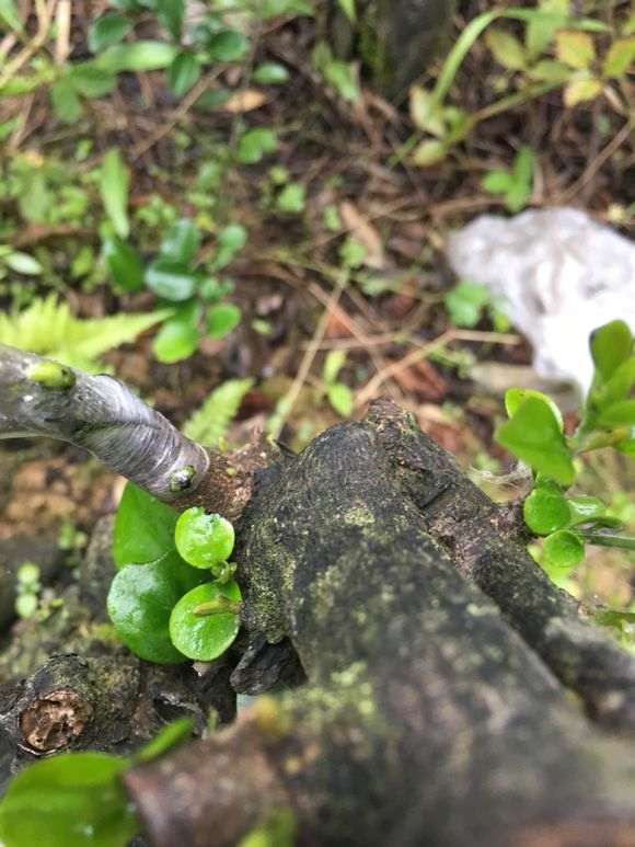 春季嫁接的金蛋子下山桩 2个月才来芽