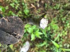 金蛋子下山桩上包的薄莫到啥时 能取掉啊