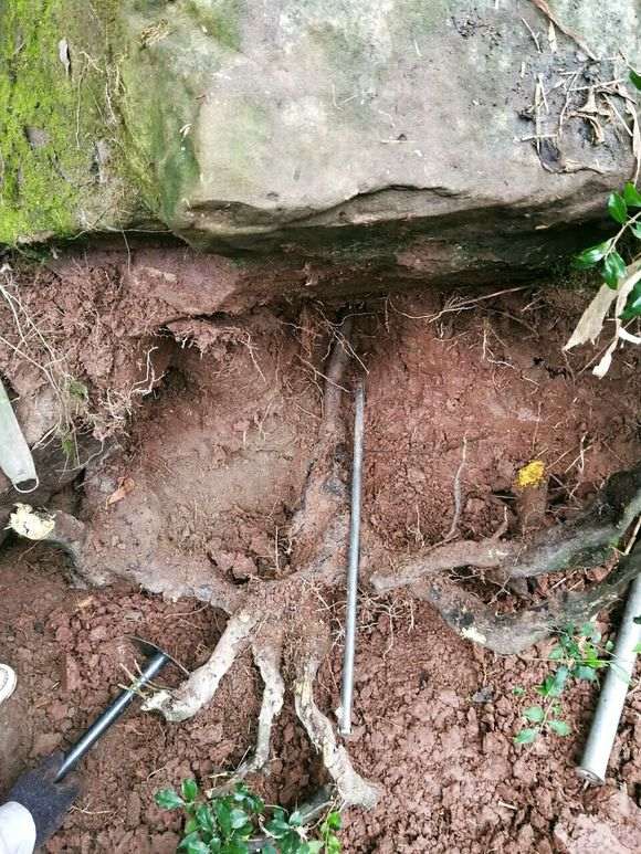 金蛋子下山桩产地 想换点兰花