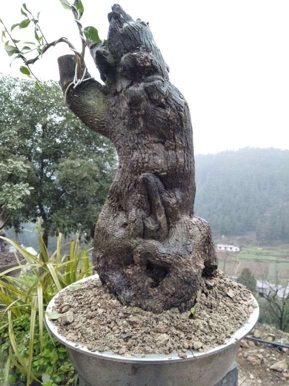 金蛋子下山桩非产地 发芽就干了 图片