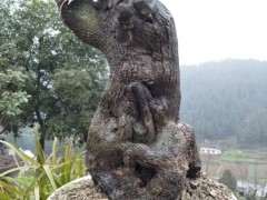 金蛋子下山桩非产地 发芽就干了 图片