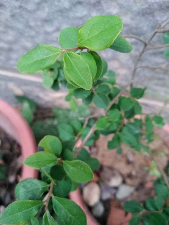 我找宿迁买的金蛋子下山桩 大家说我被骗了