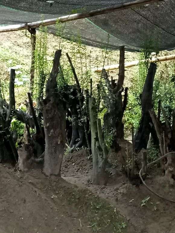 金蛋子公桩用一百元左右的授粉可以么