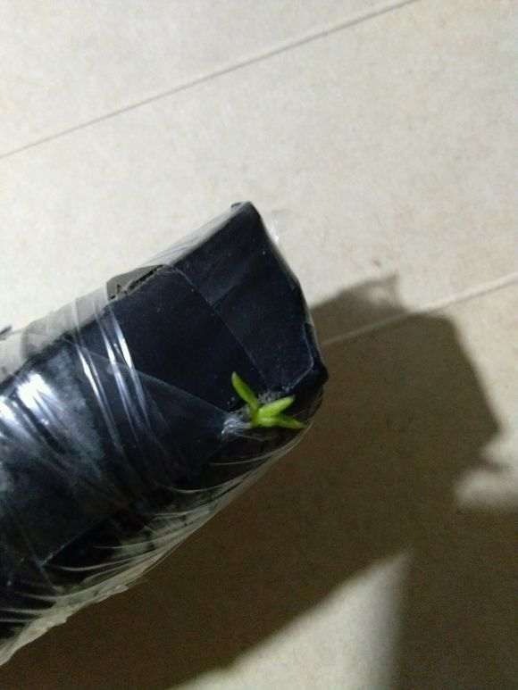 软枣嫁接金蛋子下山桩10天