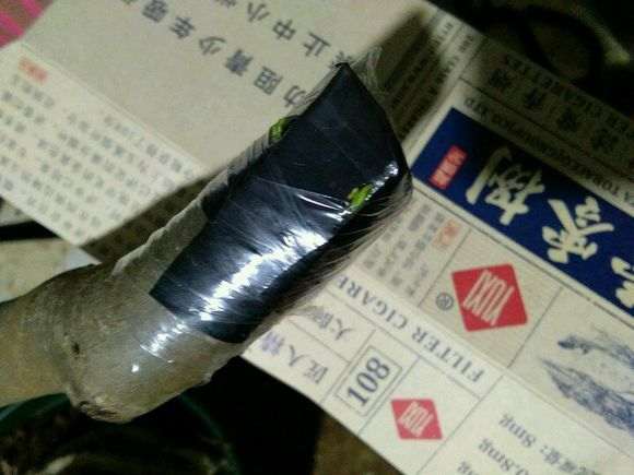 软枣嫁接金蛋子下山桩10天