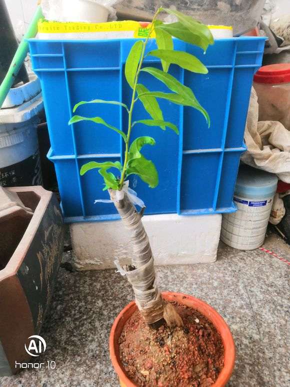 金蛋子下山桩小苗过几年可以嫁接
