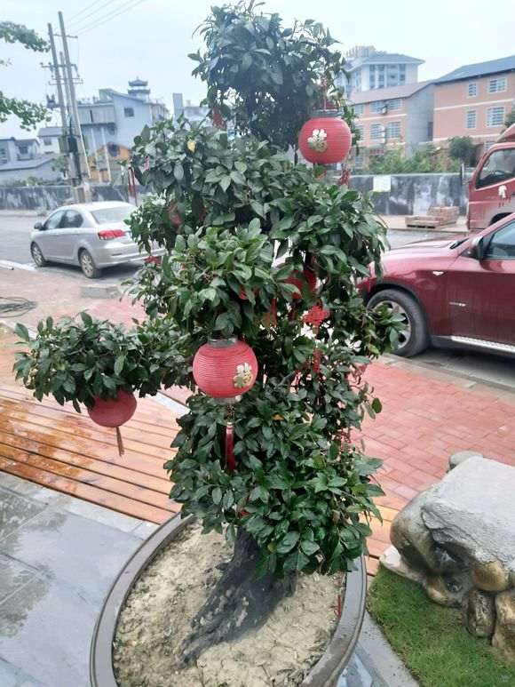 金蛋子下山桩小苗过几年可以嫁接