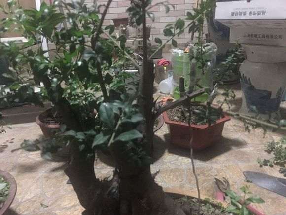 金蛋子下山桩怎么用保鲜膜包住保湿