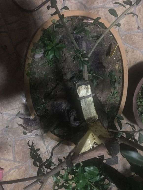 金蛋子下山桩怎么用保鲜膜包住保湿