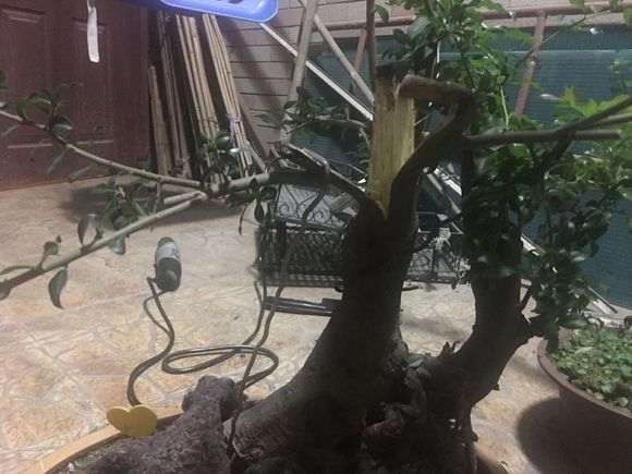 金蛋子下山桩怎么用保鲜膜包住保湿