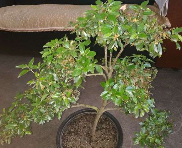 杜鹃下山桩叶子开始发红褐色