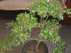 杜鹃下山桩叶子开始发红褐色 怎么办