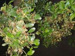 杜鹃花下山桩浇水没浇透 怎么办 图片